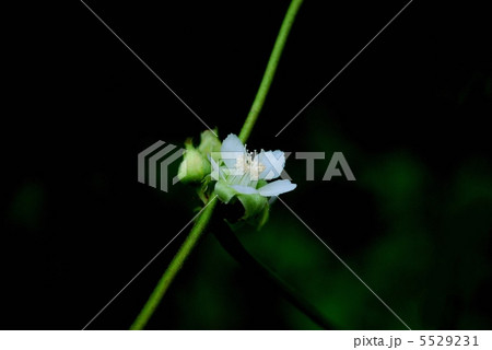 フユイチゴ 5529231