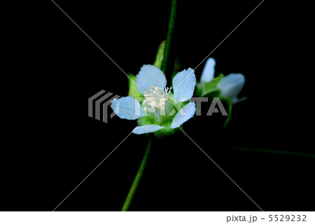 フユイチゴ 5529232