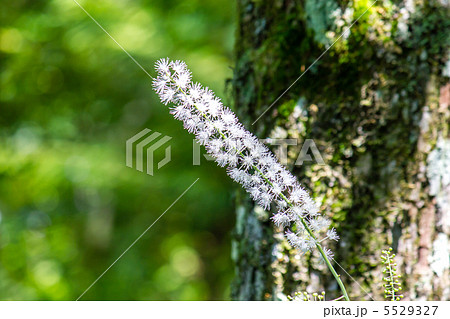 サラシナショウマ 5529327