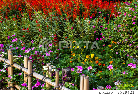 花壇 5529421