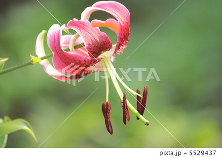 鹿の子百合 5529437