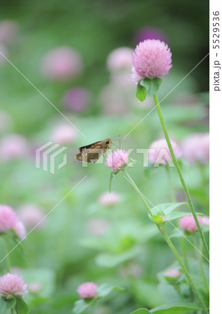 千日紅の蜜を吸うセセリ 千日紅の蜜を吸うセセリ 5529536