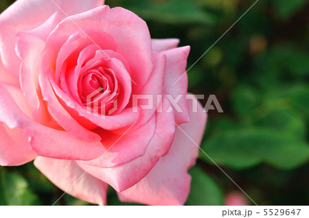 薔薇(プリンセスアイコ) 5529647