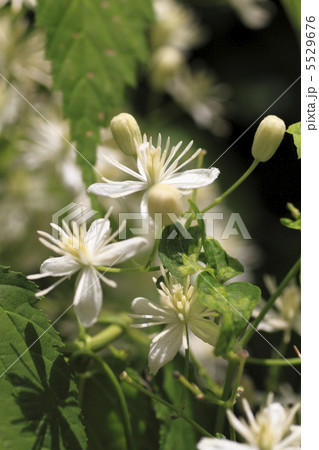 ボタンヅル ボタンヅル 5529676