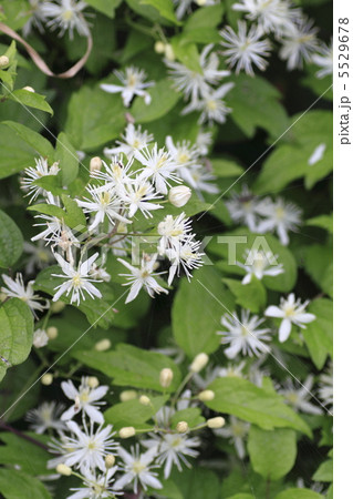 ボタンヅル 5529678