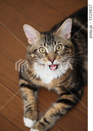 見上げるメインクーン 見上げるメインクーン 5529817