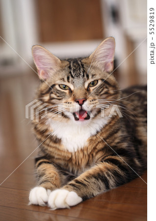 口を開けるメインクーン 5529819