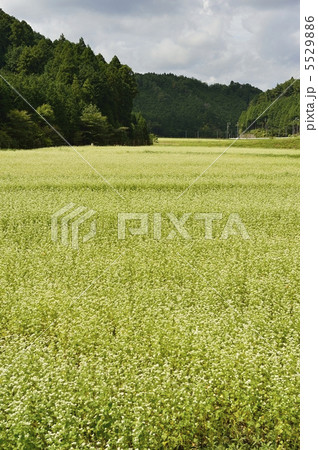 蕎麦畑 5529886