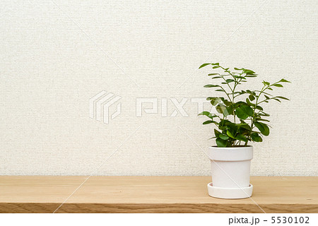 観葉植物 5530102