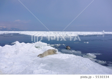 ゴマフアザラシの親子 5530334