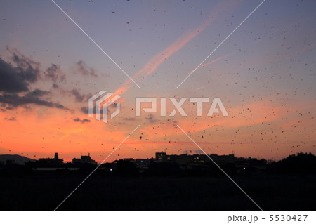 ツバメの塒入りと夕焼け ツバメの塒入りと夕焼け 5530427