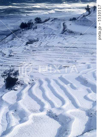 雪模様　縦 5530517