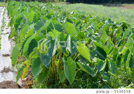サトイモ畑 サトイモ畑 5530558