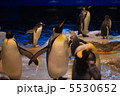 ペンギン 5530652
