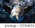 ペンギン 5530654