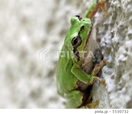 白壁をよじのぼるアマガエル 5530732