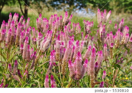 鶏頭 鶏頭 5530810