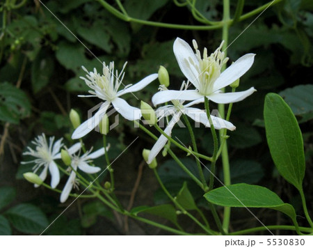 十文字の花姿、清楚な美しさがあります 5530830