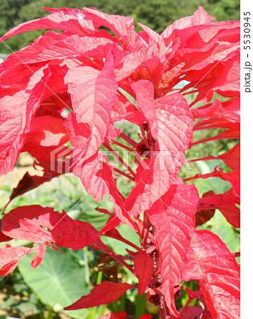 ハゲイトウ（葉鶏頭） 5530945