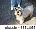 かわいい犬 5531065