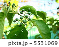 胡椒の実 5531069