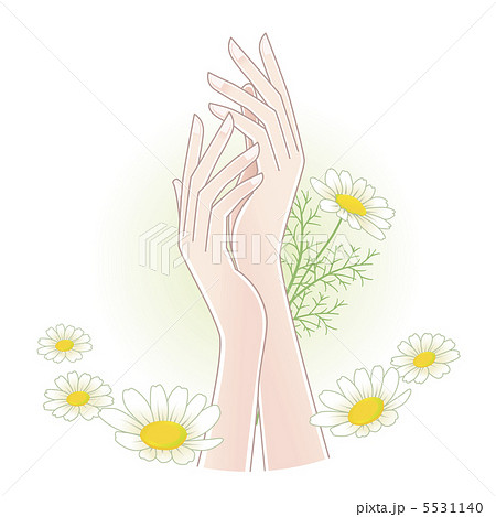 女性の手とカモミール イラストのイラスト素材