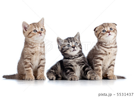 three funny Scottish kittens isolated on white background 5531437