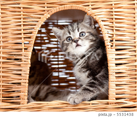 funny little kitten sitting inside wicker cat house 5531438