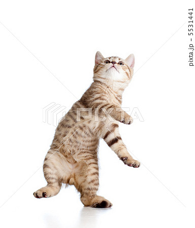 playful funny kitten isolated on white background 5531441