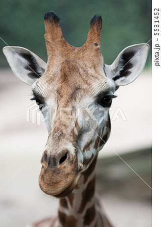 Close up shot of giraffe head Close up shot of giraffe head 5531452