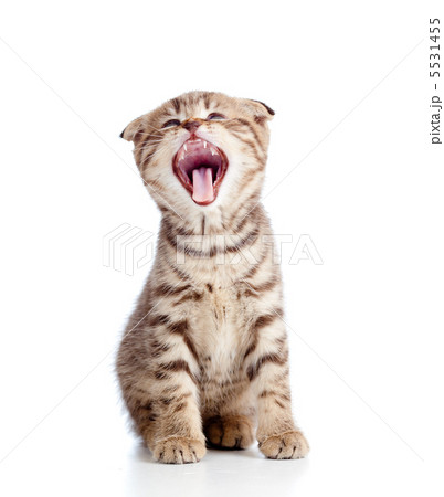 Funny little yarning Scottish fold kitten. Isolated on white bac 5531455