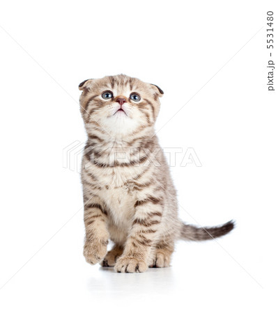 playful cat kitty  isolated on white background 5531480