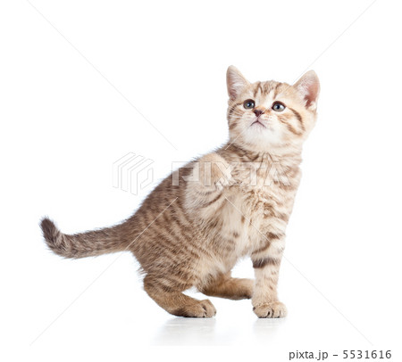 playful cat kitty  isolated on white background 5531616