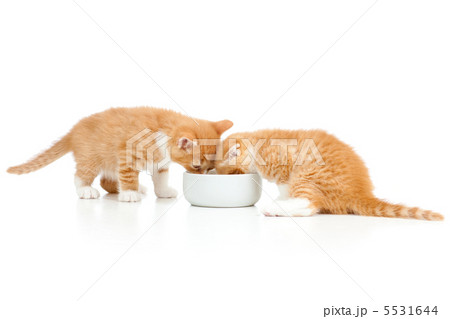 two Scottish kittens lap milk from bowl 5531644