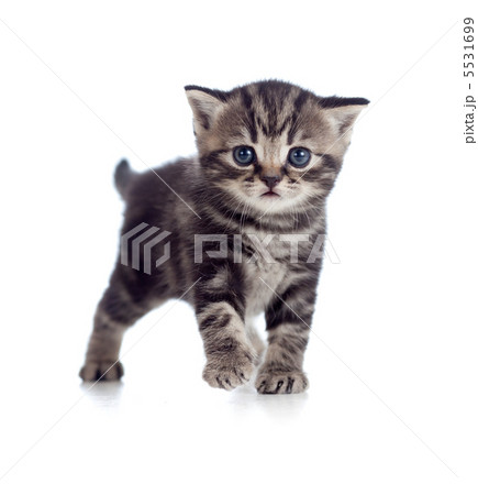 baby Scottish british kitten isolated on white background 5531699