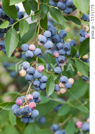 実ったブルーベリー 5531779