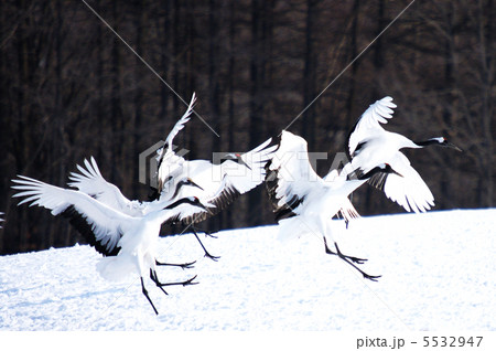 釧路市阿寒国際ツルセンターを舞う丹頂鶴 釧路市阿寒国際ツルセンターを舞う丹頂鶴 5532947