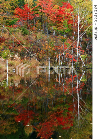 乗鞍高原 まいめの池の紅葉 乗鞍高原 まいめの池の紅葉 5533184