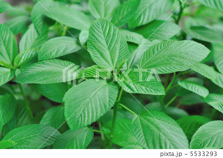 モロヘイヤ 5533293