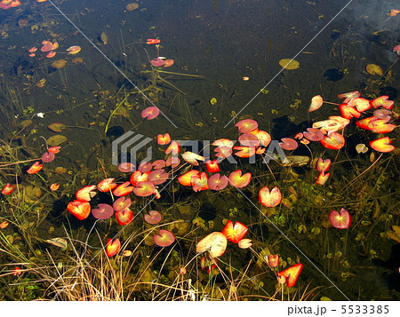 ヒツジグサ 5533385