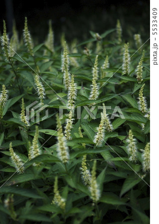 フジテンニンソウ フジテンニンソウ 5533409