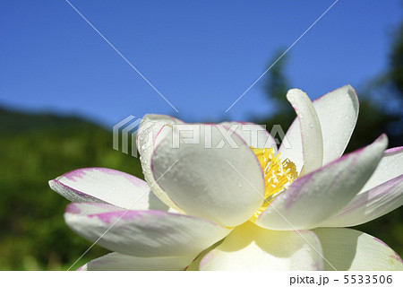 ハスの花と青空 5533506