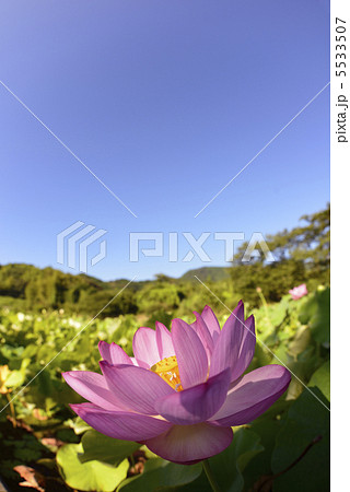 ハスの花と青空 5533507