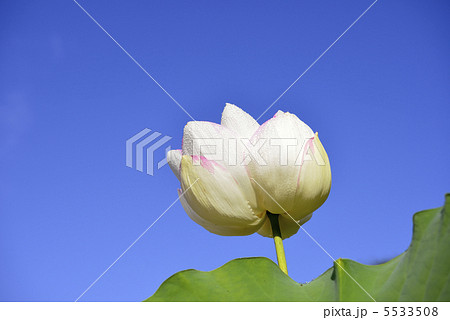 ハスの花と青空 5533508