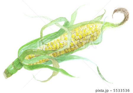 とうもろこし とうもろこし 5533536