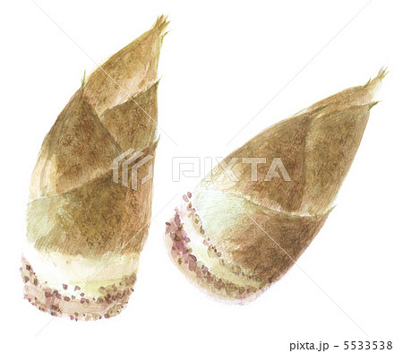 筍　たけのこ 5533538