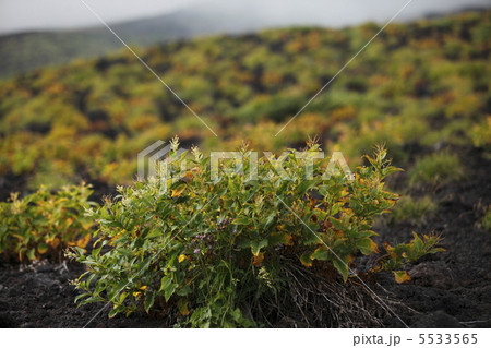 草紅葉 5533565