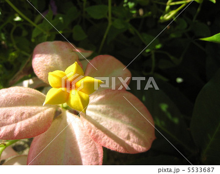 ムッサエンダ・フィリピカ 5533687