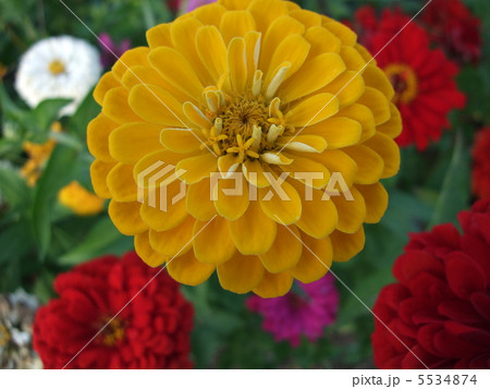 花畑の百日草のアップ 花畑の百日草のアップ 5534874