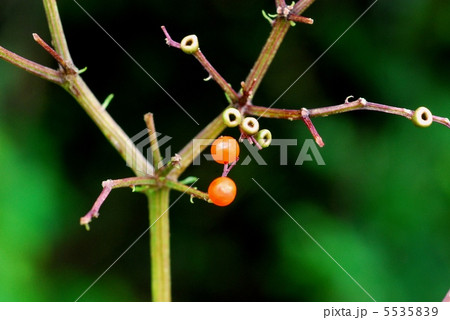 ソクズ ソクズ 5535839